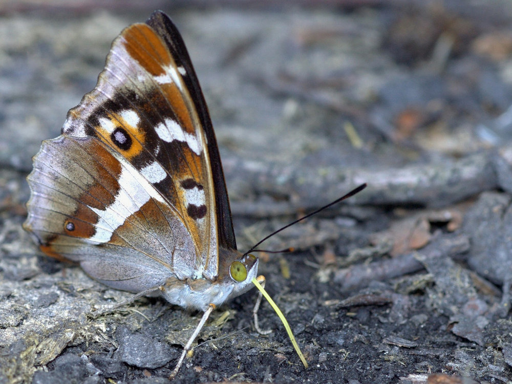 grote weerschijnvlinder.