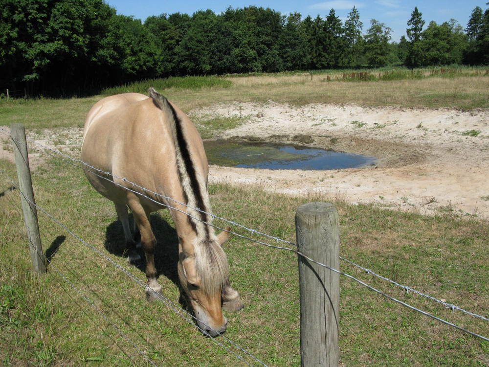 Een paard en een klein poeltje