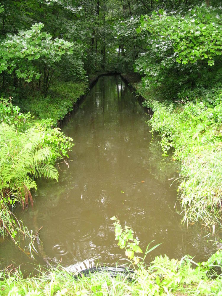 Het water komt uit het bos