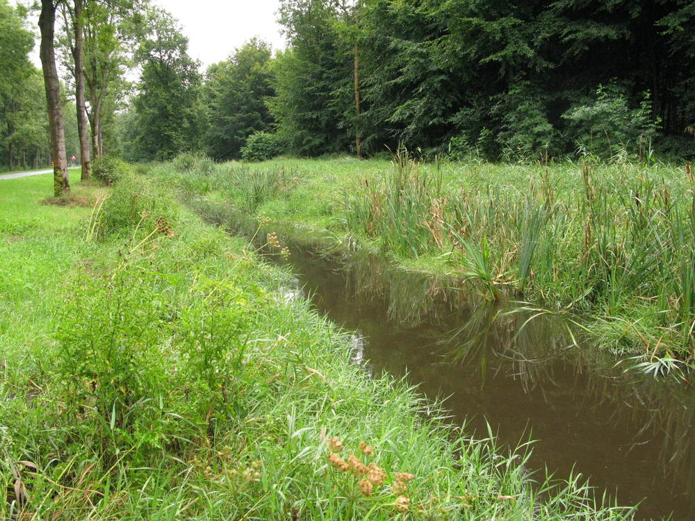 watervegetatie en bomen