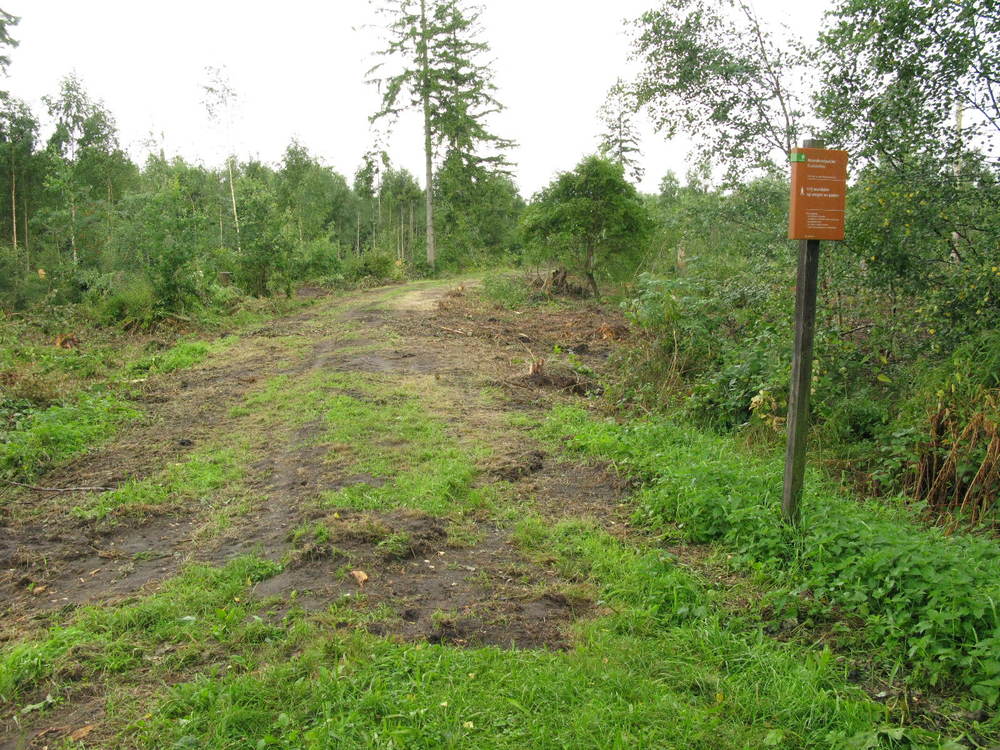 Net overgestoken; vooruit kijkend. Veel bomen zijn omgezaagd