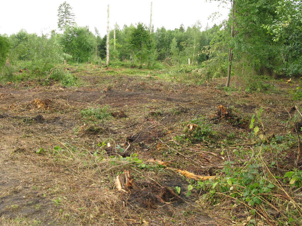 Naar rechts kijkend. Veel bomen zijn omgezaagd