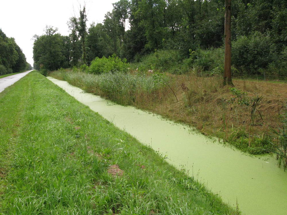 Dit is een deel van de Schoterpad sloot