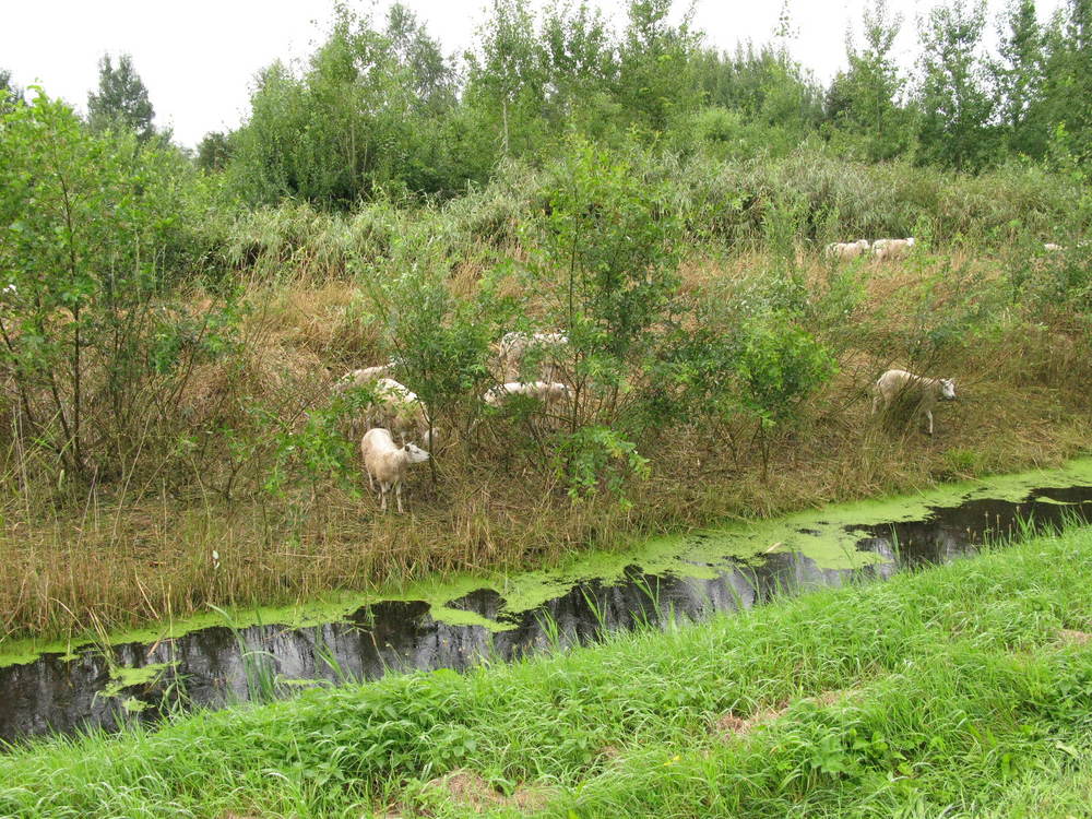 Schapen als grazers