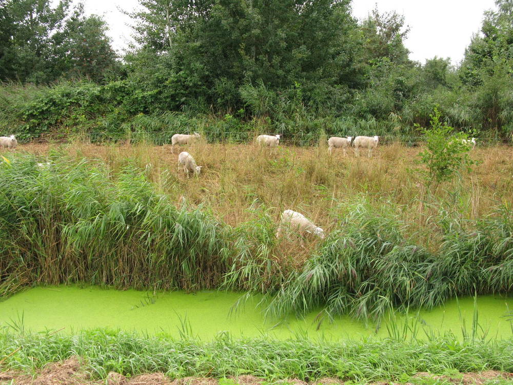 Schapen als grazers