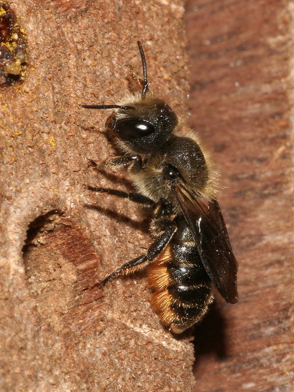 knauwende osmia (Osmia leaiana)