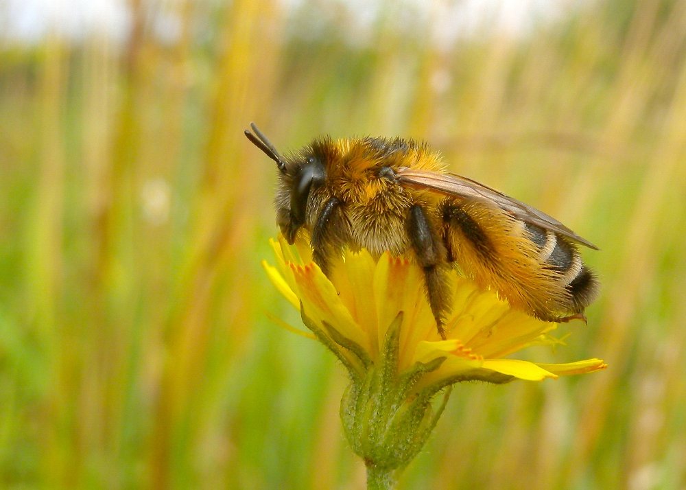 pluimvoetbij op bloem