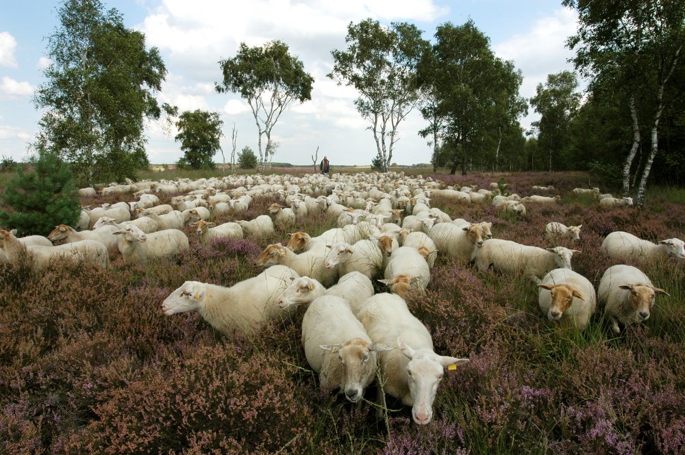 schapen