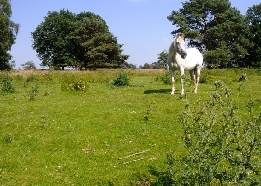 een paard in de wei