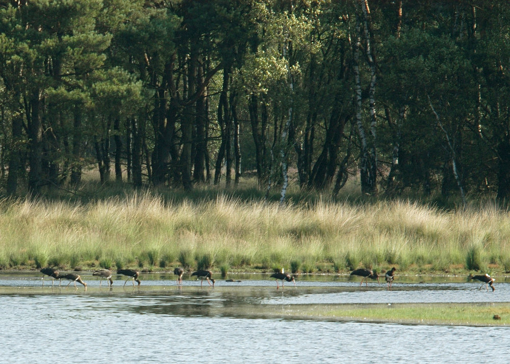 Ooievaren in het ven