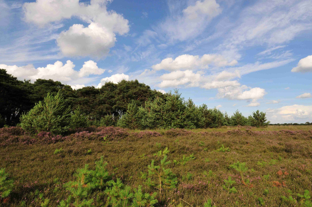 overgang heide - bos