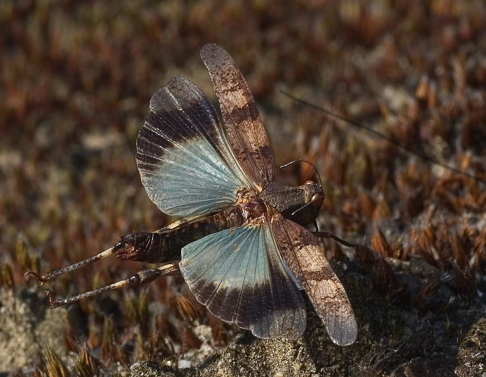 blauwvleugelsprinkhaan in vlucht