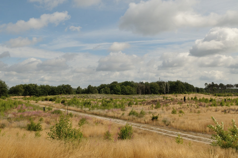 kunstduinen uit de verte