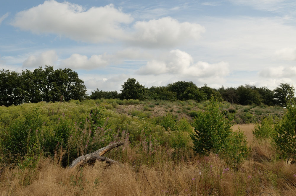 kunstduinen