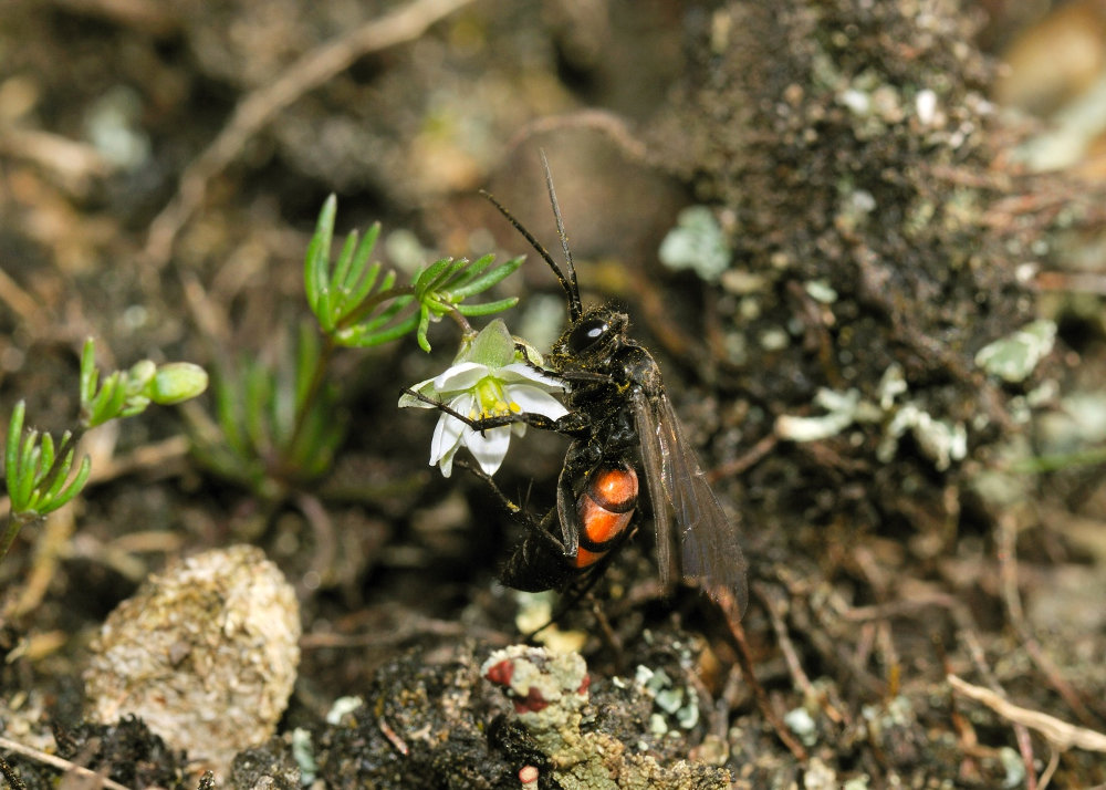 spinnendoder op heidespurrie