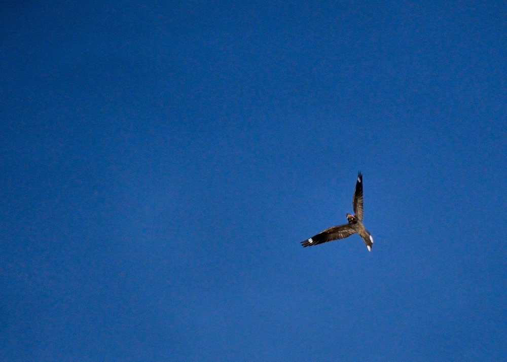 nachtzwaluw in de lucht