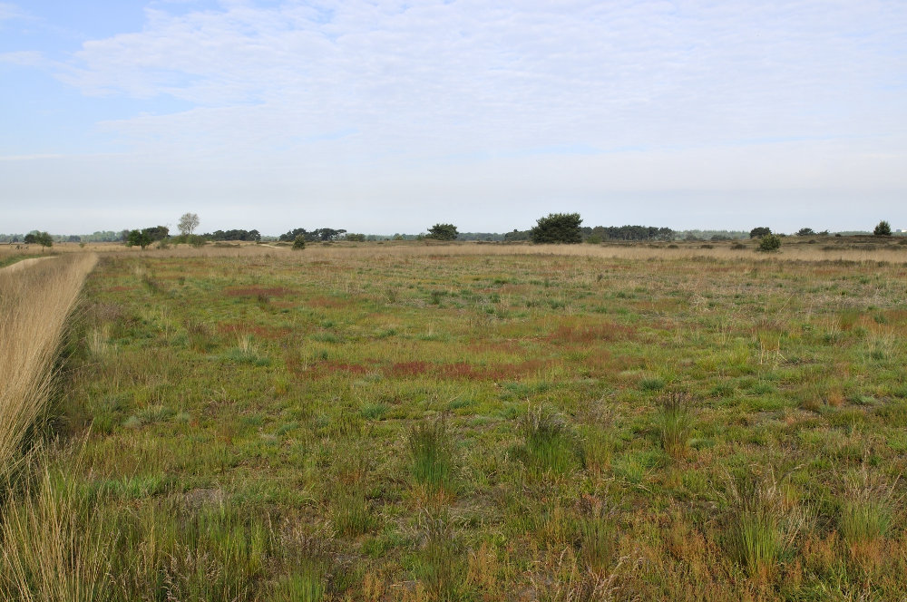 boekweitakker wordt heide