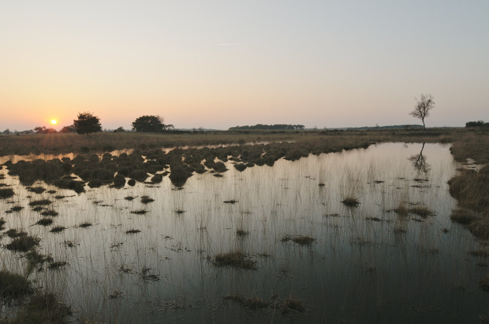 visgraatplaggen