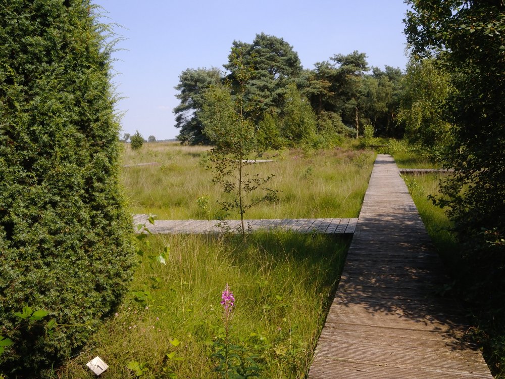 de heidetuin