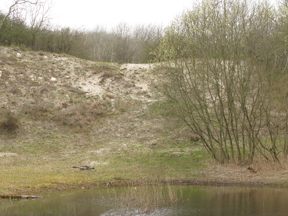 Bijenkuil, poel en wilg