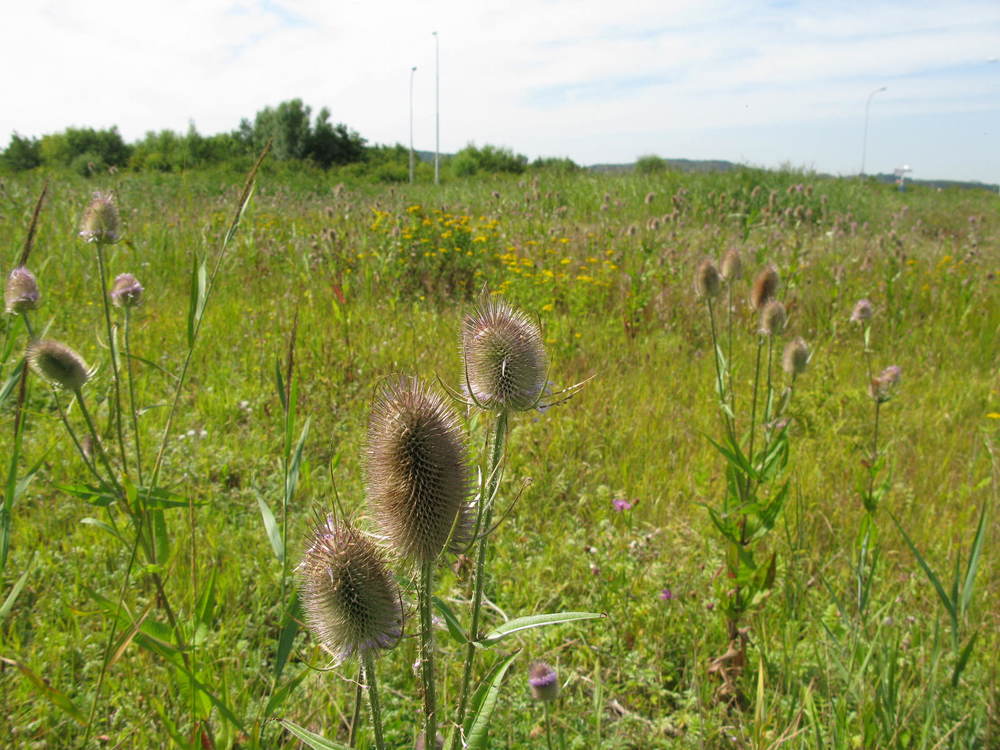 veld met kaardebol