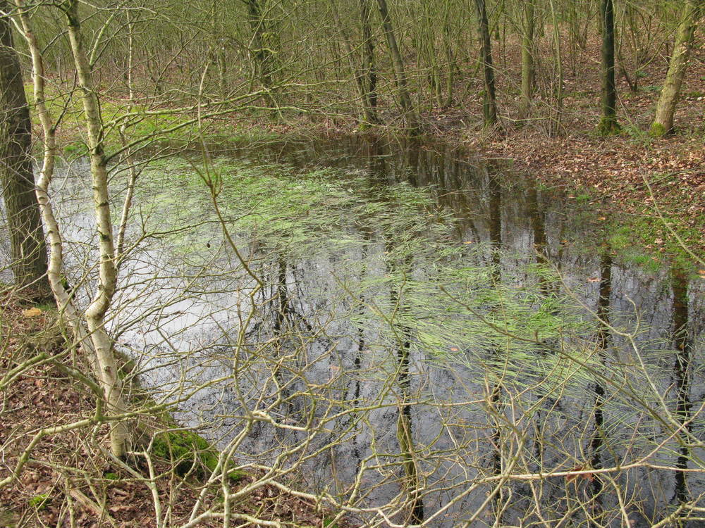 Waterplanten