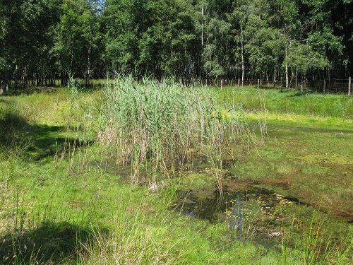 Riet in een poel begint te overwoekeren.