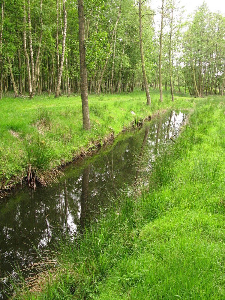 Een oever met beschoeiing en oeverplanten