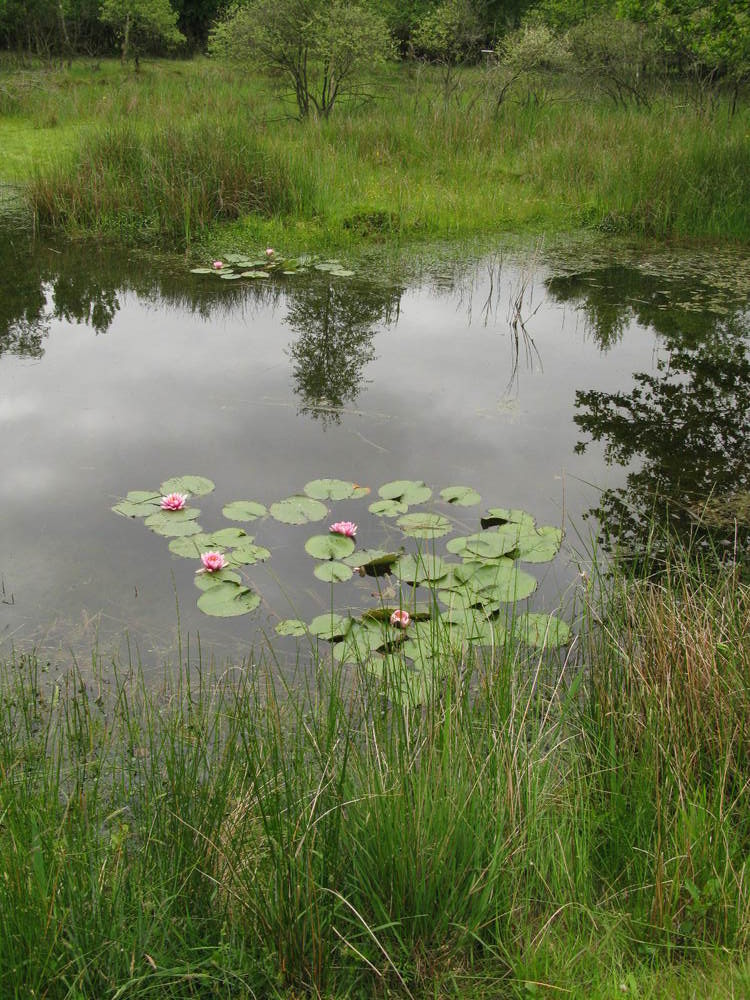 Een waterlelie: hier een exoot.