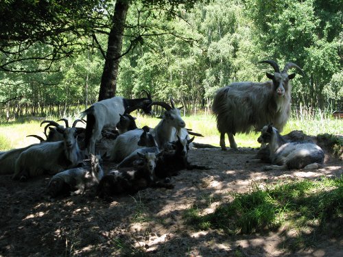 De maaiploeg: landgeiten.